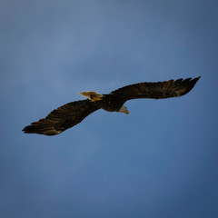 bald eagle in flight