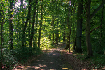 Frühling, Waldweg im Buchenwald