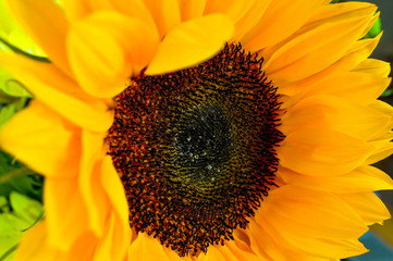 Macro sunflower