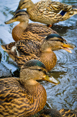Young ducks