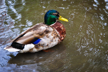 Colorful wild duck