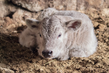 Angus Charolais Calf Laying Down