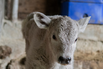 Angus Charolais Calf Close Up