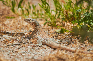 Beautiful Lizard in ground - Desert