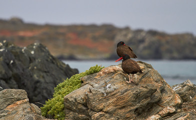 Pilpilen in North of Chile. Sequence of photo - Bird in Chile