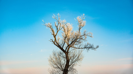 Winter frozen tree in morning sun