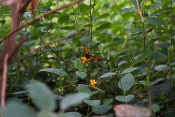 Beautifully posed orange and black butterfly; open wings on a flower