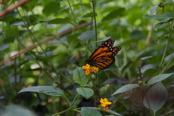 Black and orange butterfly sipping nectar from yellow flower