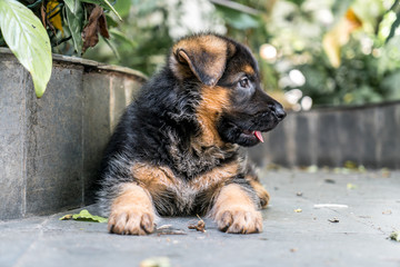 German Shepherd Puppy dog