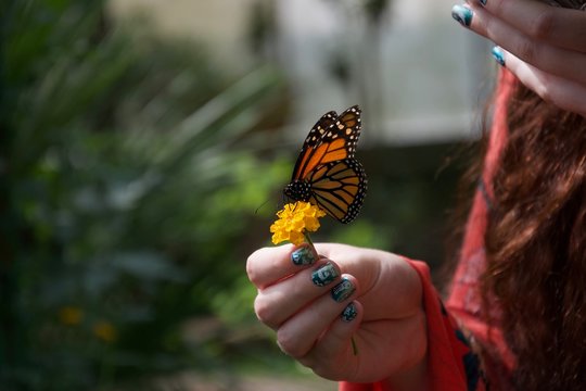 An orange, black and white butterfly on a flower in a lady's hand