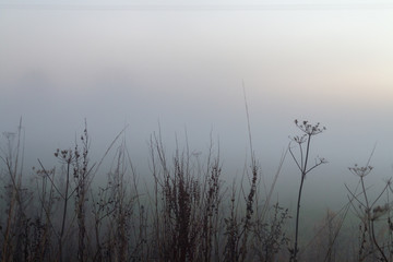 Misty Grass Fronds Silhouette