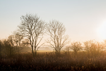 Fototapeta na wymiar Misty Winter Trees In Sunshine
