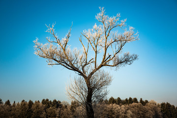 Winter frozen tree