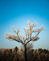 Winter frozen tree in morning sun