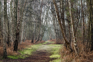 Woodland Path With Birch Trees