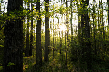 Sunshine Through Dark Forest