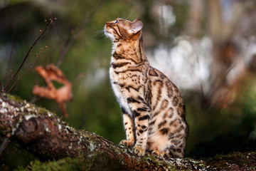 Obraz premium Bengal Cat on Tree