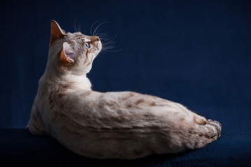 Bengal Cat in Studio