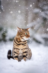 Bengal in Snow