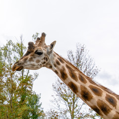 portrait of a giraffe