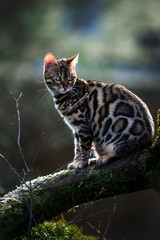 Bengal on Tree