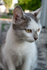 closeup of white cute kitty with gray spots