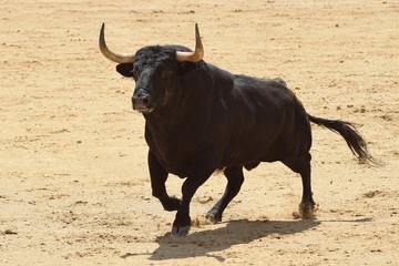toro de lidia
