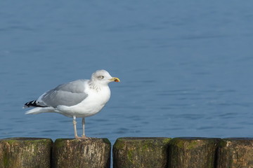 Silbermöwe