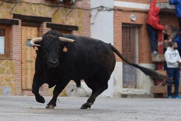 toro de lidia
