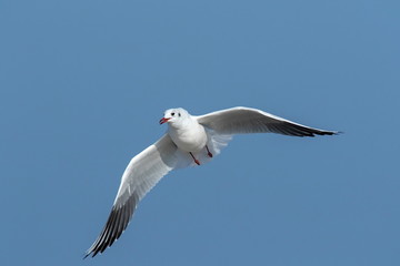 Lachmöwe