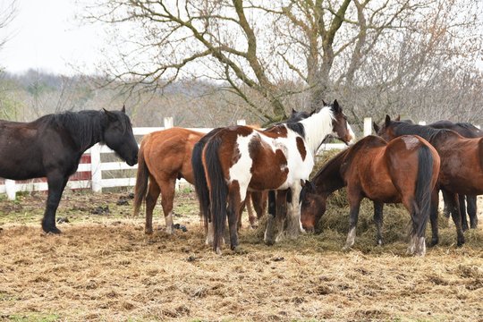 Horses at Hay Feeder