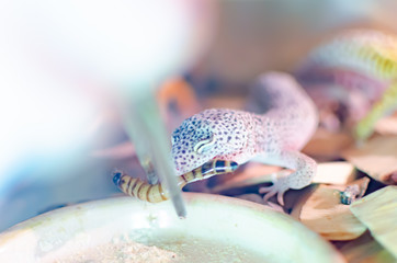 Leopard Gecko ( Eublepharis macularius ). Exotic animals in the human environment. Reptile feeding...