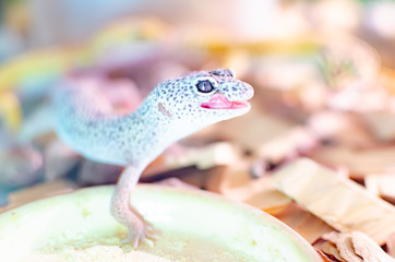 Leopard Gecko ( Eublepharis macularius ). Exotic animals in the human environment. Reptile feeding by insects