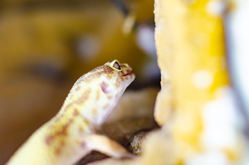 Leopard Gecko ( Eublepharis macularius ). Exotic animals in the human environment. Reptile feeding by insects