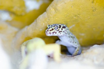 Leopard Gecko ( Eublepharis macularius ). Exotic animals in the human environment. Reptile feeding by insects