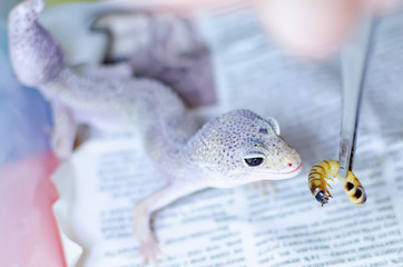 Leopard Gecko ( Eublepharis macularius ). Exotic animals in the human environment. Reptile feeding by insects
