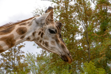 portrait of an african giraffe