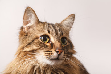 Obraz premium Portrait of a striped fluffy cat. Grey cat striped cute sweet on light background close up