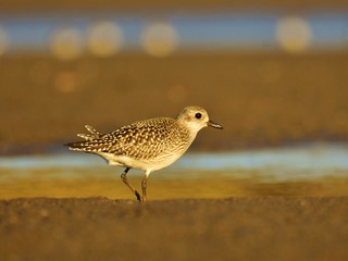 Obraz premium The grey plover (Pluvialis squatarola) on shore (winter plumage)