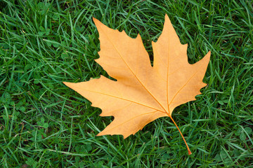Single golden leaf on grass