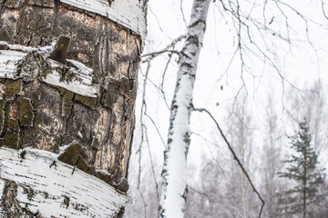Fototapeta premium The trunk of a birch with white peeling bark