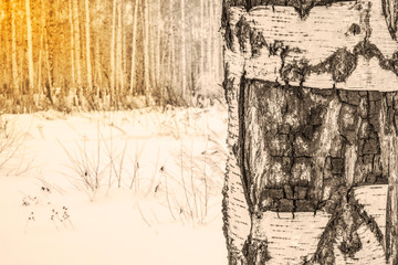 The trunk of a birch with white peeling bark