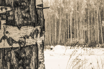 The trunk of a birch with white peeling bark