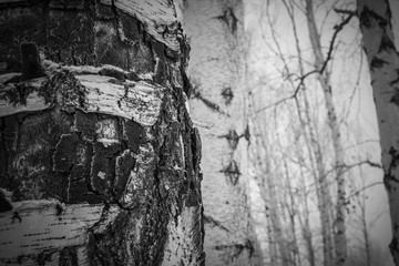 Fototapeta na wymiar The trunk of a birch with white peeling bark