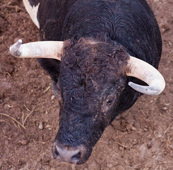 CABEZA DE TORO NEGRO EN EL CORRAL DE LA PLAZA