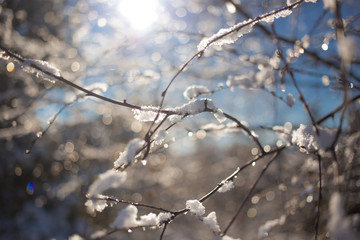 Close-up, outdoor photo of branches covered with snow, bright daylight