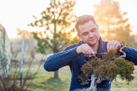 Young Man Pruning Bonsai Tree