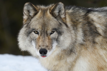 Portrait loup gris
