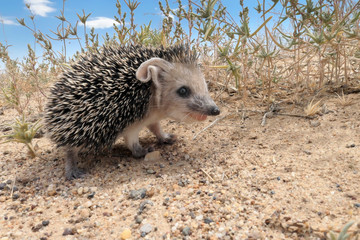 Juvenile of Long-eared hedgehogs (Hemiechinus auritus)
