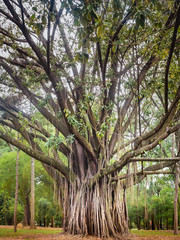 Fototapeta premium Indian Rubber Tree Ficus Elastica